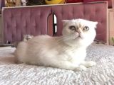 Beyaz Erkek Scottish Fold Kedi