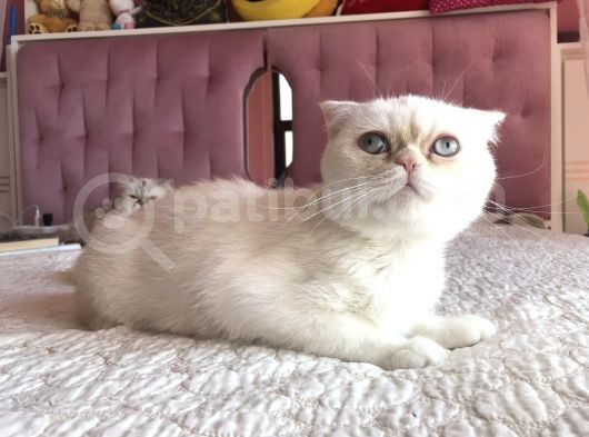 Beyaz Erkek Scottish Fold Kedi görsel