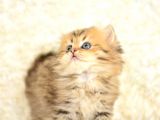 Show Kali̇tede Golden Ny25 Bri̇ti̇sh Longhai̇r