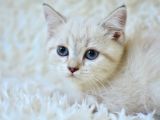 Şampi̇yon Soyundan Lynx Bri̇ti̇sh Shorthai̇r