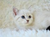 Şampi̇yon Soyundan Lynx Bri̇ti̇sh Shorthai̇r