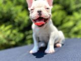 Mavi̇ Gözlü French Bulldog Bebeği̇mi̇z Özel