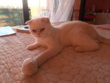 Beyaz Erkek Scottish Fold Kedi