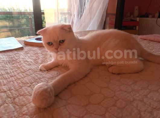 Beyaz Erkek Scottish Fold Kedi görsel