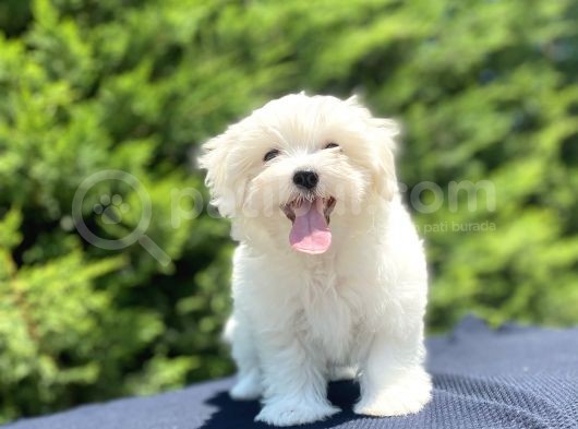 Kore Kan Orji̇nal Maltese Terri̇er Bebekler