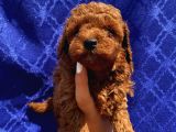 Toypoodle Bebekler