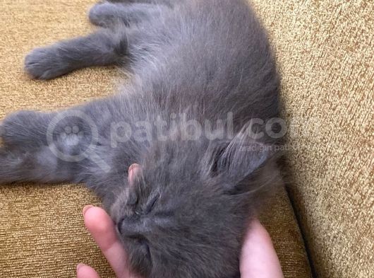 Sevimli Oğluma Yeni Yuva Arıyorum görsel