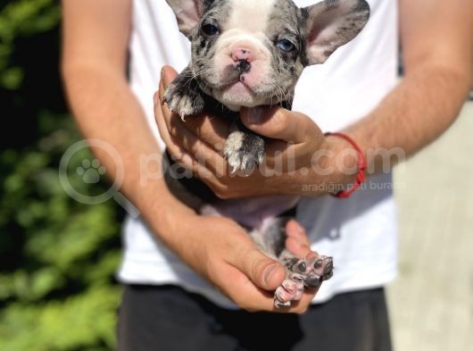 Nadi̇r Renk Merle French Bulldog görsel