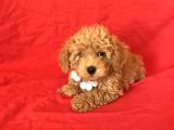 APRİCOT TOY POODLE YAVRULAR 
