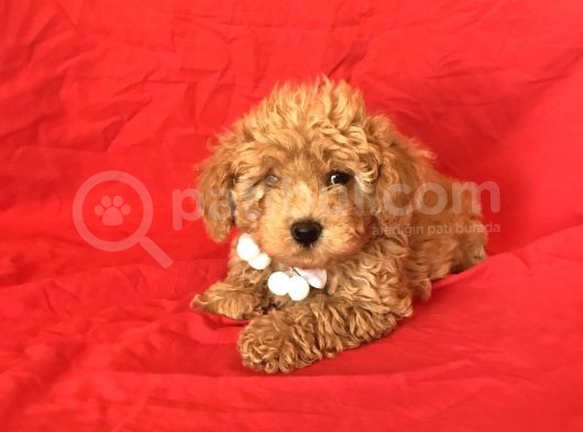 Apri̇cot Toy Poodle Yavrular 