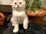 British Shorthair Yavrularım