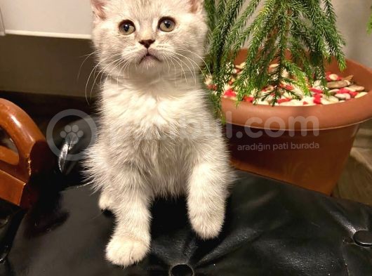 British Shorthair Yavrularım görsel