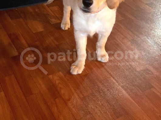 Çok Akıllı Mükemmel Güzellikte 4 Aylık Golden görsel