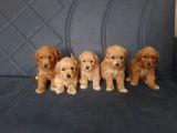 Toypoodle Bebekler