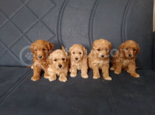 Toypoodle Bebekler görsel