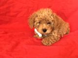 Apri̇cot Toy Poodle Yavrular 