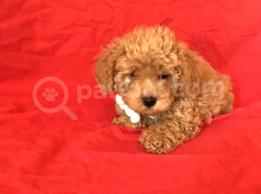 Apri̇cot Toy Poodle Yavrular  görsel