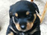 4 Haftalık Dişi Rottweiler Yavruları