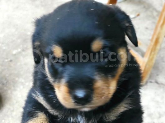 4 Haftalık Dişi Rottweiler Yavruları görsel