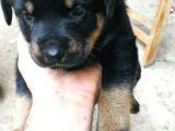 4 Haftalık Dişi Rottweiler Yavruları