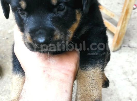 4 Haftalık Dişi Rottweiler Yavruları görsel