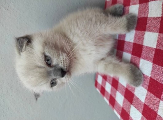 3 Aylık Scottish Blue Point Yavru görsel