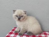 3 Aylık Scottish Blue Point Yavru
