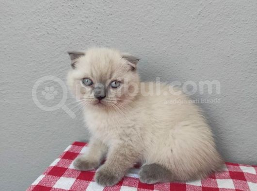 3 Aylık Scottish Blue Point Yavru görsel