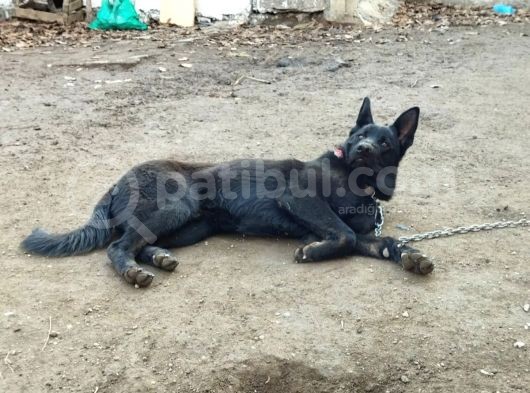 Blac Solid Siyah Alman Kurdu görsel