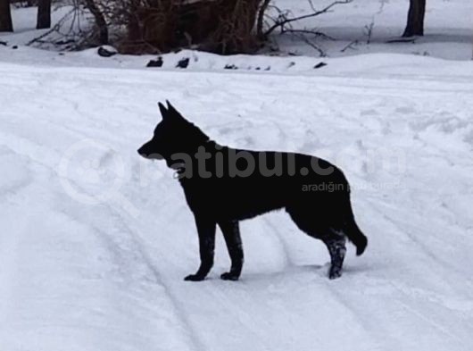 Blac Solid Siyah Alman Kurdu görsel