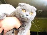 Scottish Fold Olgun Kedi