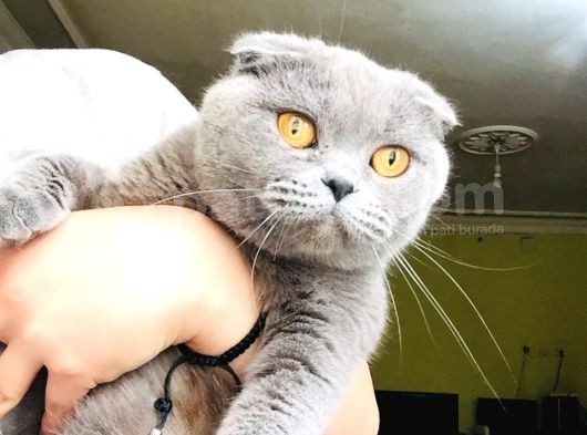 Scottish Fold Olgun Kedi