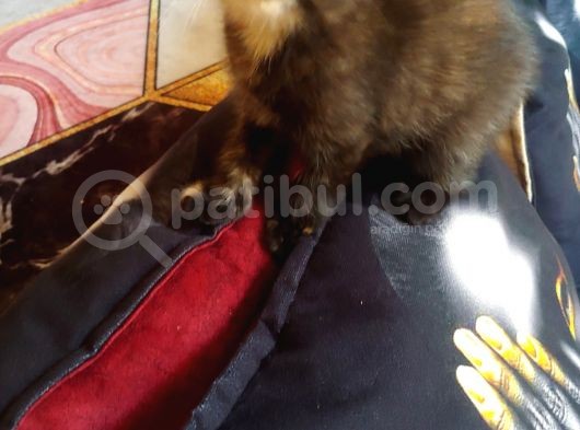 Zeyna Kızımız görsel