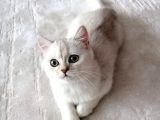 British Shorthair Erkek Kedi