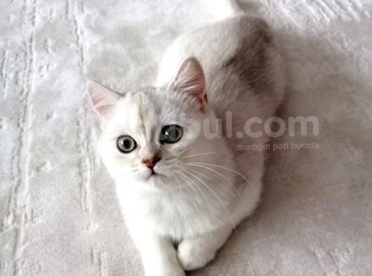 British Shorthair Erkek Kedi görsel