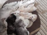 2 Aylık Bebeklerimiz Yeni Yuvalarını Bekliyor