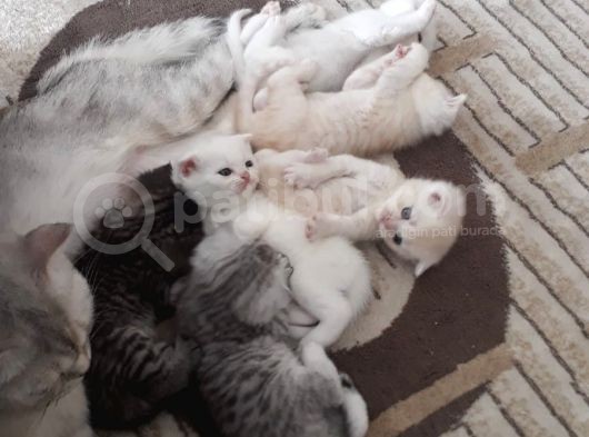 2 Aylık Bebeklerimiz Yeni Yuvalarını Bekliyor görsel