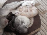 2 Aylık Bebeklerimiz Yeni Yuvalarını Bekliyor