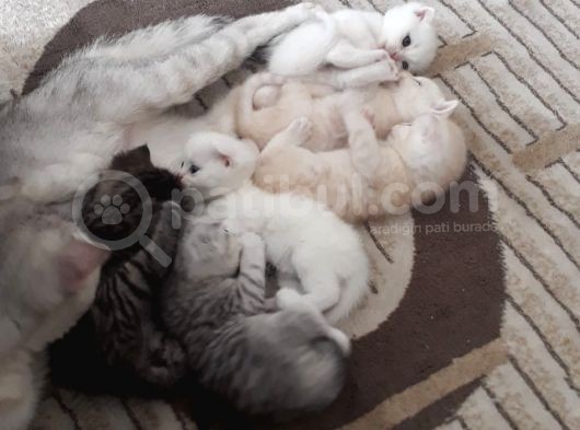 2 Aylık Bebeklerimiz Yeni Yuvalarını Bekliyor görsel