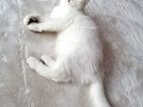 British Shorthair Erkek Kedi