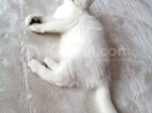 British Shorthair Erkek Kedi görsel