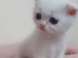 2 Aylık Bebeklerimiz Yeni Yuvalarını Bekliyor