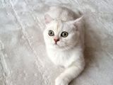 British Shorthair Erkek Kedi