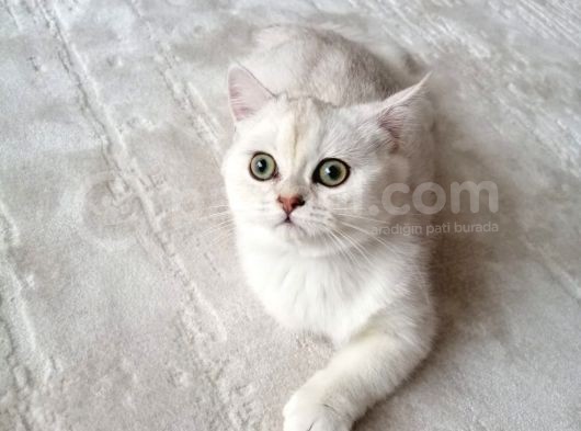 British Shorthair Erkek Kedi görsel