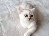British Shorthair Erkek Kedi
