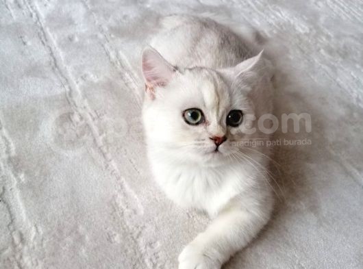 British Shorthair Erkek Kedi