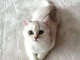 British Shorthair Erkek Kedi