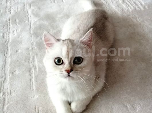 British Shorthair Erkek Kedi görsel