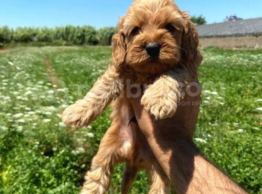 Cockapoo Orjinal Dizay Irktır Ilk Kandan