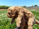 Cockapoo Orjinal Dizay Irktır Ilk Kandan